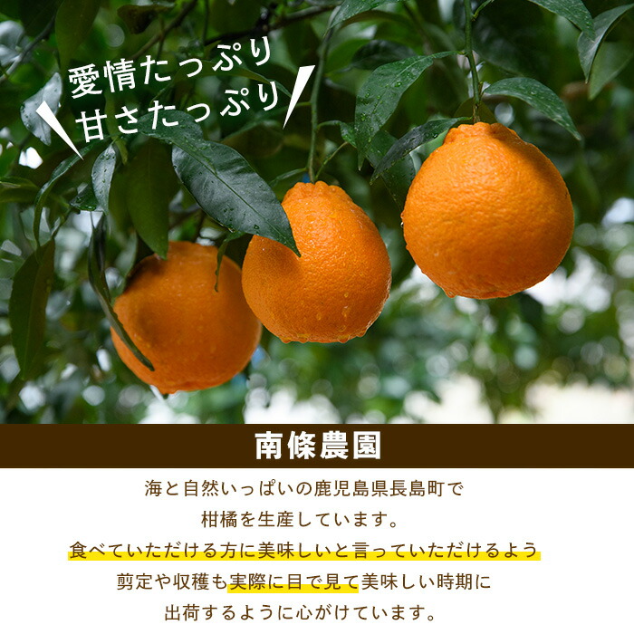 【先行予約】紅 不知火 (3L・2L) 約3kg しらぬい みかん ミカン 蜜柑 柑橘 果物 くだもの フルーツ 【南條農園】_nannjyo-7260