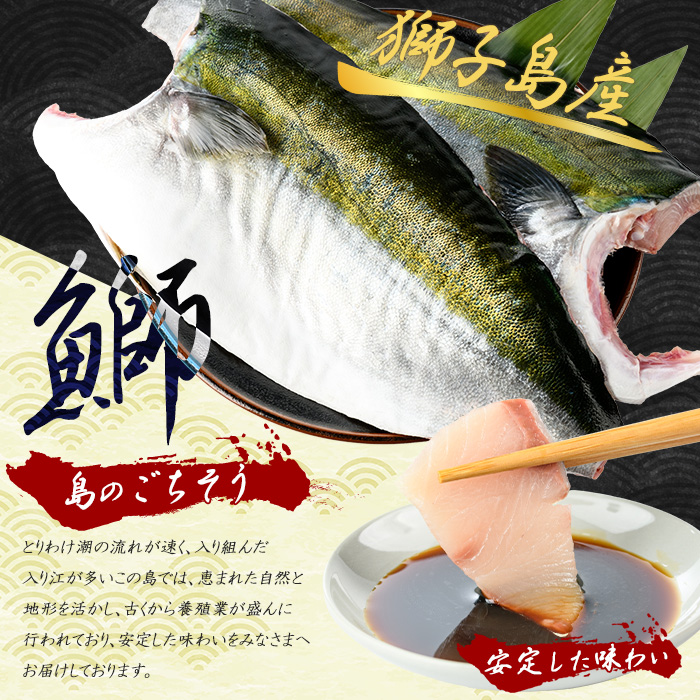 獅子島産 百年漁師の鰤 カマ付きフィーレ２パック (１匹分) 【島のごちそう】_gochi-7039