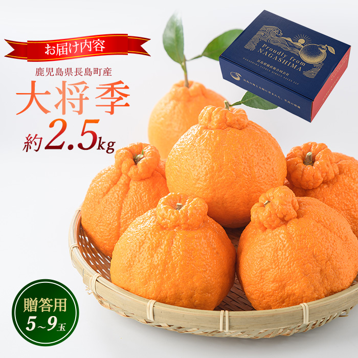 長島町産 大将季（ハウス） 贈答用 (約2.5kg) 2月中旬発送 【長島柑橘直販合同会社】_kanchoku-7160