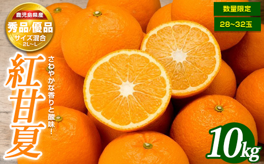 ＜期間・数量限定＞紅甘夏(10kg) 国産 鹿児島県産 長島町 フルーツ 柑橘 みかん 紅甘夏 柑橘【鹿児島いずみ農業協同組合】_ja-7106