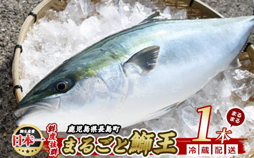 テレビで紹介ぶりの王様「 鰤王 」 まるごと 1本 （約3.8kg～） ラウンド 先行予約 産地直送 長島町 特産品 ブランド 鰤 冷蔵 ふるさと納税 ぶり 刺身 ぶりしゃぶ ぶり大根 海鮮丼【JFA】_jfa-7115