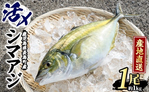 鹿児島県長島町産 シマアジ (約1.0kg・1匹) シマアジ 鹿児島 鮮魚 一匹 柵 刺身 切り身 高級あじ 高級魚【JFA】_jfa-7145