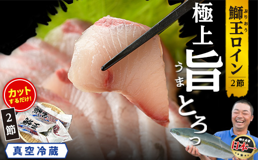 【切って盛るだけ】『旅サラダ』で紹介ぶりの王様「 鰤王 」 ロイン 2節 (約0.8kg～1.0kg) 半身 産地直送 新鮮 旨味が抜群の 長島町 特産品 ブランド ぶり 鰤 ブリ 切り身 真空 冷蔵 刺身 ぶりしゃぶ しゃぶしゃぶ 魚 魚介 人気 ランキング 【JFA】_jfa-7132