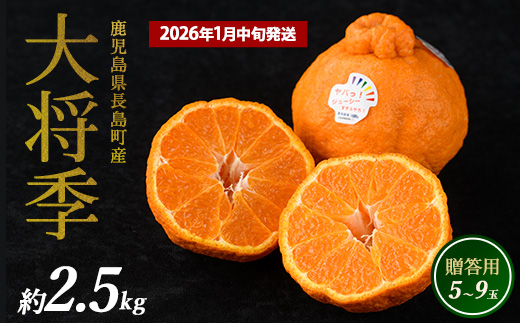 長島町産 大将季（ハウス） 贈答用 (約2.5kg)  1月中旬発送 【長島柑橘直販合同会社】_kanchoku-7159