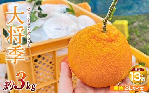 【先行予約】ながしまマンダリン王【露地】(大将季) 約3kg【ながしまマンダリングループ】_mandarin-7196
