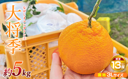 【先行予約】ながしまマンダリン王【露地】(大将季) 約5kg【ながしまマンダリングループ】_mandarin-7197