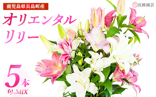 オリエンタルリリー（ユリ）旬のミックス 5本 ユリ 花 ユリの花 百合 ゆり 生花 切花 切り花 【宮路園芸】_miyaji-7004