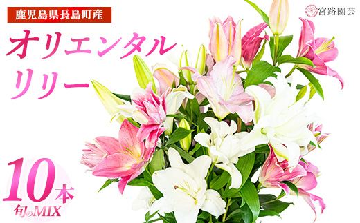 オリエンタルリリー（ユリ）旬のミックス 10本 ユリ 花 ユリの花 百合 ゆり 生花 切花 切り花 【宮路園芸】_miyaji-7005