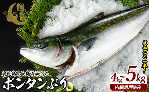 ボンタンぶりまるごと一本(内臓処理済)  ぶり 柵 刺身 ブリ 切り身 鰤 1本 鮮魚 下処理済み 鮮魚 1匹 刺身 ぶりしゃぶ ぶりかま 【鶴長水産】_turu-7314