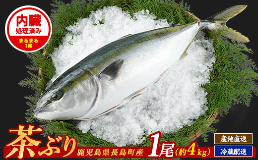 茶ぶり 1尾 約4kg セミドレス えら・内臓除去済み ぶり 柵 刺身 ブリ 切り身 鰤 1本 鮮魚 下処理済み 鮮魚 1匹 刺身 ぶりしゃぶ ぶりかま 【ウスイ】_usui-7323