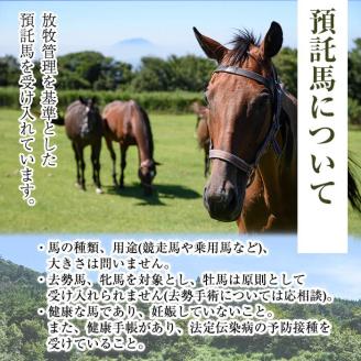 y240 預託チケット！馬匹一頭の通常預託料1ヶ月分に相当するチケット(1枚) 馬 競走馬 競馬 乗馬 乗用馬 預託【NPO法人ホーストラスト】