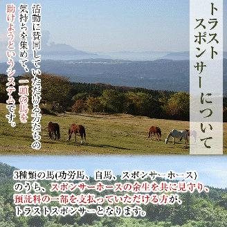y241 馬主のいない馬を助けたい！トラストスポンサーチケット(1枚) 里親として1年間サポートするシステムです 馬 競走馬 競馬 乗馬 乗用馬 里親 ペット サポート【NPO法人ホーストラスト】