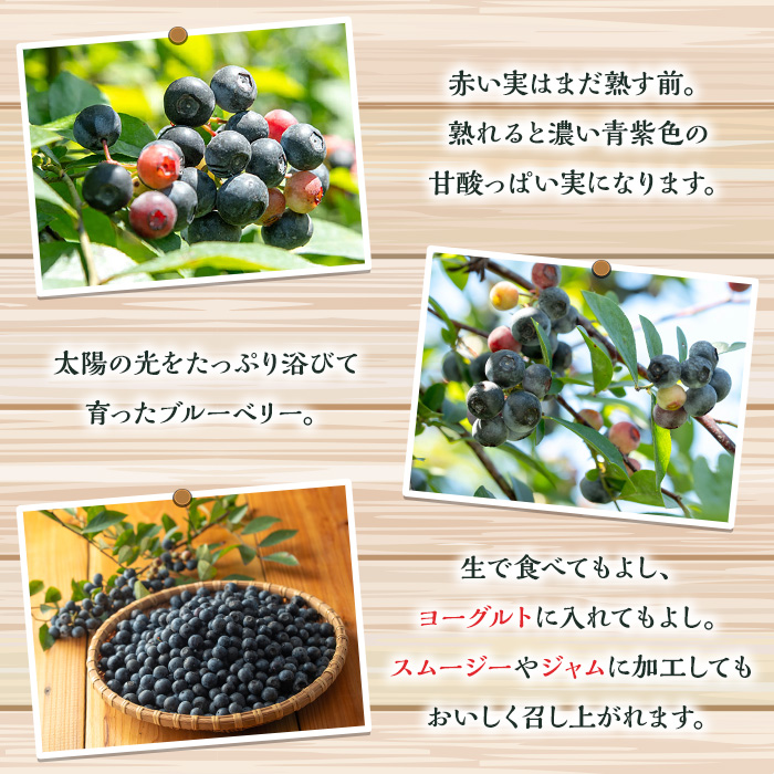 y527 《数量限定》冷凍ブルーベリー(計1kg・100g×10パック) 冷凍 国産 九州産 鹿児島県産 くだもの 果物 フルーツ シャーベット ジャム フローズン ベリー おやつ デザート 【体験型観光農園さつまドリームファーム】