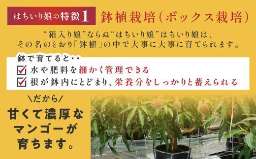 【数量限定/先行予約】 マンゴー「はちいり（鉢入り）娘」（ご家庭用2kg箱入り）
