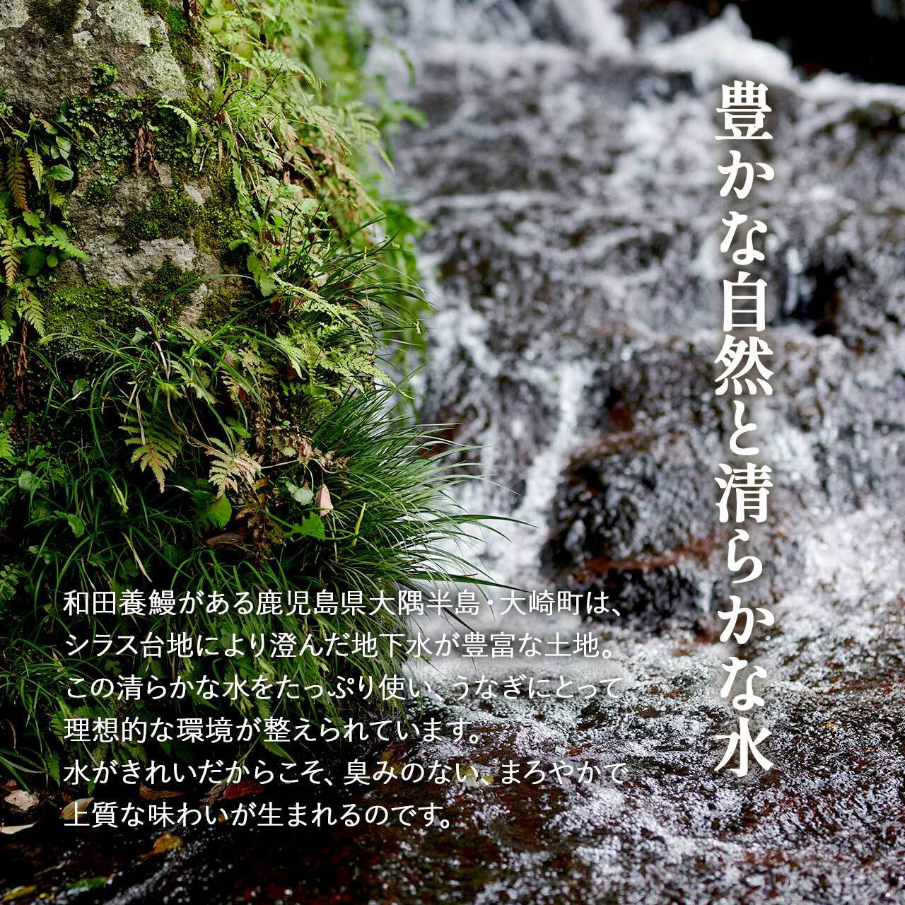 【年内発送】ふるさと納税限定　鹿児島県大崎町産 国産 うなぎ長蒲焼 2尾 計320g以上 | 鰻 うなぎ蒲焼き うな重 ひつまぶし ウナギ 蒲焼 人気 おすすめ 鹿児島 大隅半島 DU001　