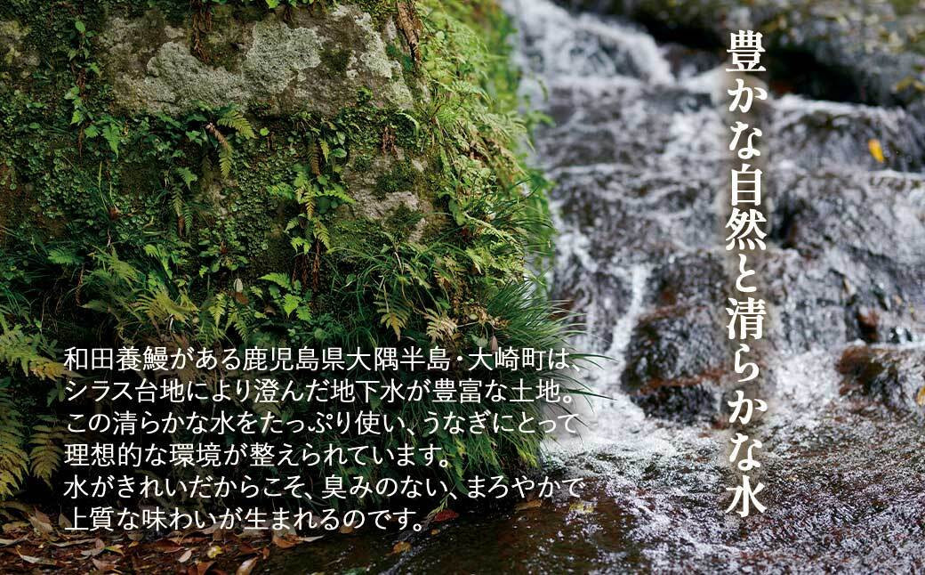 ふるさと納税限定　鹿児島県大崎町産 国産 うなぎ長蒲焼 3尾 計480g以上 | 鰻 うなぎ蒲焼き うな重 ひつまぶし ウナギ 蒲焼 人気 おすすめ 鹿児島 大隅半島 DU002　