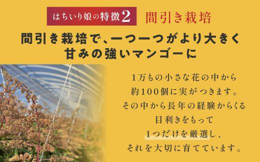 【数量限定/先行予約】マンゴー「はちいり（鉢入り）娘」（ご家庭用1kg箱入り）