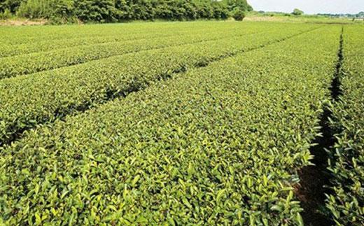 鹿児島茶【緑茶】100ｇ×8袋