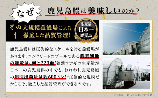 うなぎ 蒲焼 120g×3尾【鹿児島産】地下水で育てた絶品鰻