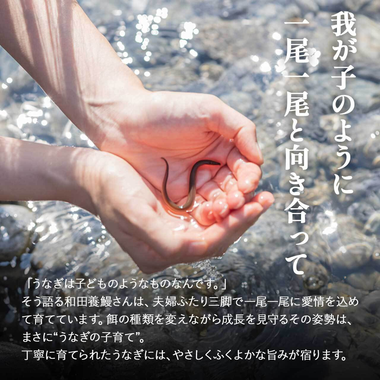 【年内発送】ふるさと納税限定　鹿児島県大崎町産 国産 うなぎ長蒲焼 2尾 計320g以上 | 鰻 うなぎ蒲焼き うな重 ひつまぶし ウナギ 蒲焼 人気 おすすめ 鹿児島 大隅半島 DU001　