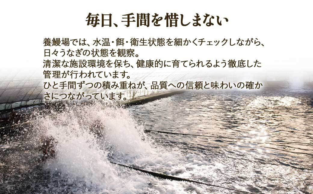 ふるさと納税限定　鹿児島県大崎町産 国産 うなぎ長蒲焼 3尾 計480g以上 | 鰻 うなぎ蒲焼き うな重 ひつまぶし ウナギ 蒲焼 人気 おすすめ 鹿児島 大隅半島 DU002　