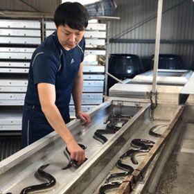 横山桂一さんのS級鰻　特大サイズ３尾（計540g以上）