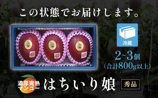 【数量限定/先行予約】マンゴー「はちいり（鉢入り）娘」化粧箱入り