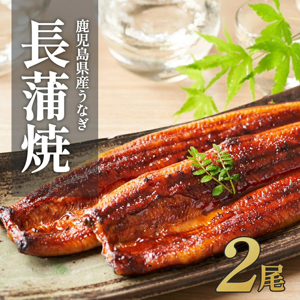 【年内発送】ふるさと納税限定　鹿児島県大崎町産 国産 うなぎ長蒲焼 2尾 計320g以上 | 鰻 うなぎ蒲焼き うな重 ひつまぶし ウナギ 蒲焼 人気 おすすめ 鹿児島 大隅半島 DU001　