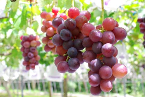 No.1191-1　クラシックぶどう【3種セット】約３kg入り（3～6房）