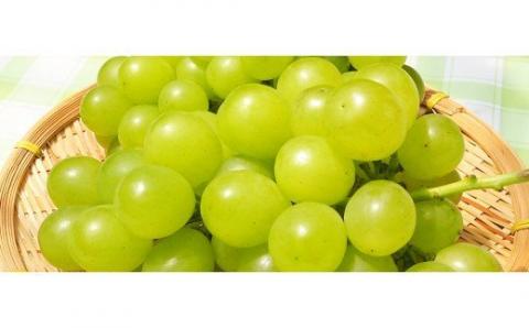 No.1191-1　クラシックぶどう【3種セット】約３kg入り（3～6房）