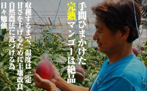 No.1195-3 完熟マンゴー（Ｌ～2Ｌ×2個）