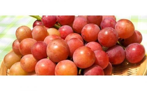 No.1191-1　クラシックぶどう【3種セット】約３kg入り（3～6房）