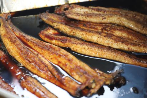 №1023-1 きめいかん　うなぎ（A）