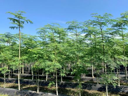 No.4042-1 モリンガ青汁　20本入×6袋