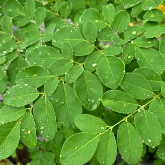 No.2087-1 モリンガ青汁　10本入×5袋