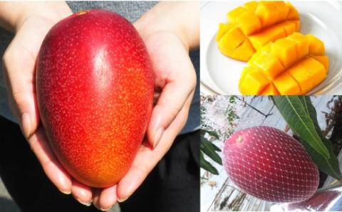 No.1186-3 完熟マンゴー（2L～3L×2個）