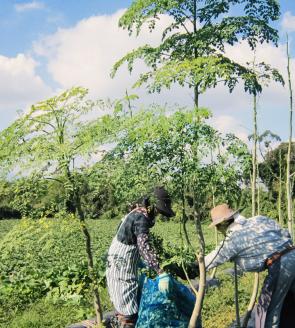 No.2087-1 モリンガ青汁　10本入×5袋