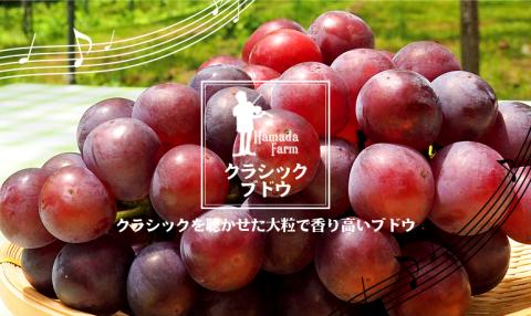 No.1191-1　クラシックぶどう【3種セット】約３kg入り（3～6房）