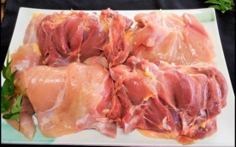 №1093-1 鹿児島県産 種鶏　1匹