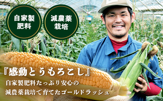 【数量限定】 【先行予約・2026年5月～】感動とうもろこし ( 約4kg / 10～13本 ) FR-521 ｜野菜 やさい とうもろこし ゴールドラッシュ トウモロコシ 新鮮 産地直送 先行予約 数量限定 4kg 