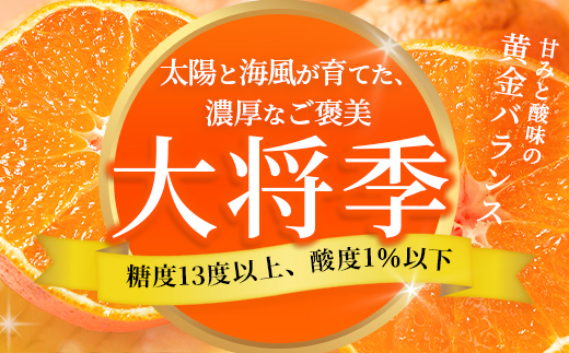 数量限定【先行予約・2025年12月～配送】大将季 約3kg (8～12個)  NT-504｜だいまさき 柑橘 みかん 果物 新鮮 産地直送 数量限定 先行予約 国産 鹿児島県 南大隅町