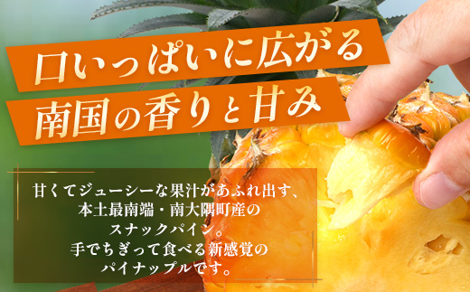 【先行受付】パイナップル/ボゴール種 (約800g×6玉) ≪2026年7月下旬以降順次発送≫ DS-1 ｜パイン パイナップル パインアップル フルーツ ボゴールパイン スナックパイン 産地直送 送料無料 鹿児島県 南大隅町 株式会社デラセーラ