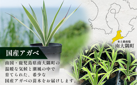 アガベ 約30cm～35cm/白閃光(ハクセンコウ) DS-3｜多肉植物 観葉植物 ガーデニング インテリア モダン 北欧風 国産 育てやすい 送料無料 鹿児島県 南大隅町 株式会社デラセーラ