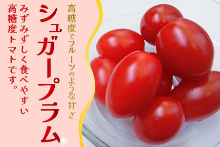 《期間限定》田淵さんちの美味しい ミニトマト シュガープラム（約700g）GP-1｜鹿児島県 南大隅 産地直送 旬 とまと トマト ミニトマト リコピン 完熟 甘い 高糖度 野菜 やさい 送料無料
