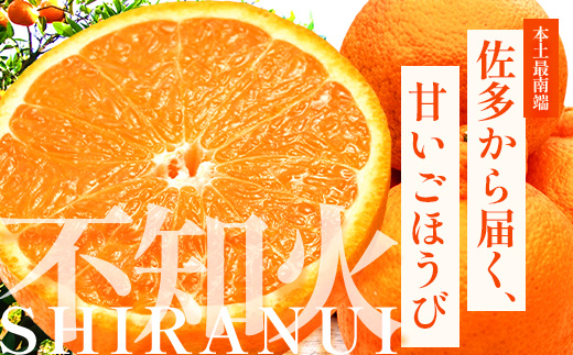 【数量限定・訳あり】しらぬい 約3㎏(10～12玉) MS-1｜不知火 柑橘 みかん ミカン 蜜柑 果物 生果 旬 フルーツ デコポン と同品種 国産 産地直送 家庭用 鹿児島県 南大隅町