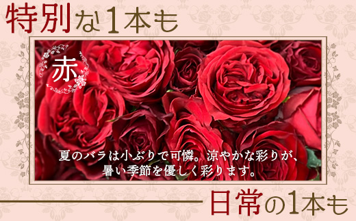 【先行予約・夏季限定 薔薇】ばら農家直送！バラ花束40本以上お届け(赤系) 【ギフト対応可】TB-5│ローズ 新鮮 花 フラワー 花束 ばら 薔薇 バラ 誕生日 記念日 結婚祝い ギフト プレゼント お祝い 贈り物 贈答 鹿児島県 南大隅町 富田バラ園