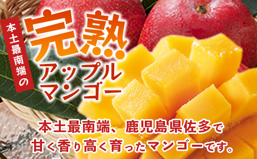 ≪先行予約・数量限定≫ ☆本土最南端☆佐多の果樹園で育てた 完熟アップルマンゴー 約1kg (2～3玉) 【2026年7月上旬以降順次発送】｜鹿児島県 南大隅 産地直送 旬 マンゴー フルーツ 果物 くだもの  ST-7407