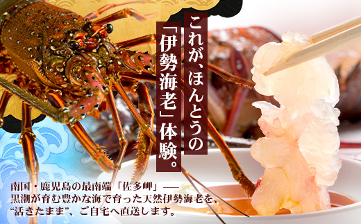 【先行予約】天然 活 伊勢海老 約1kg 2～3尾 ≪2025年11月下旬頃～2025年12月下旬頃順次発送予定≫  AB-501｜国産 えび 活イセエビ 伊勢エビ 常温