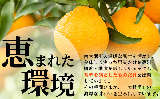 数量限定【先行予約・2025年12月～配送】大将季 約3kg (8～12個)  NT-504｜だいまさき 柑橘 みかん 果物 新鮮 産地直送 数量限定 先行予約 国産 鹿児島県 南大隅町