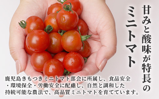田淵さんちの美味しい ミニトマト 小鈴（約1kg）GP-708｜野菜 トマト ミニトマト 産地直送 ミニトマト 新鮮 トマト 南大隅町産 ミニトマト おいしい ミニトマト